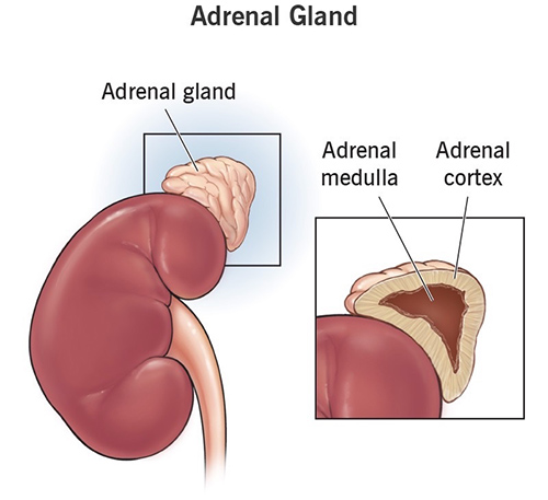 Adrenal Gland Img