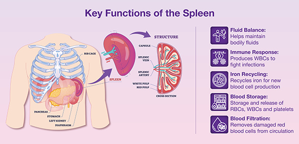 Spleen Conditions Img