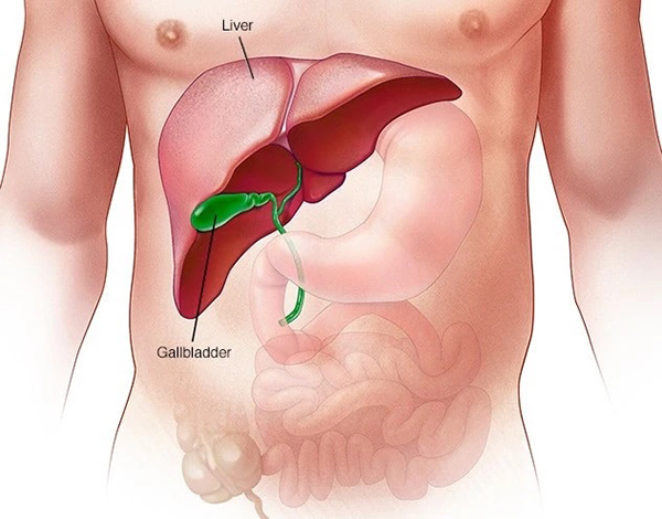 Liver Img