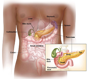 Pancreas