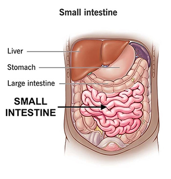 Small Intestine