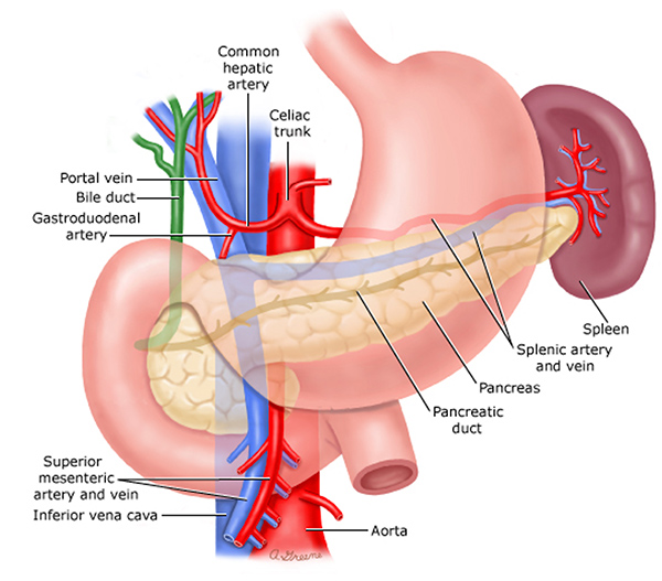 Spleen Img